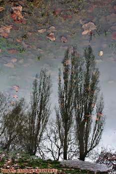 IMG_ (11556)